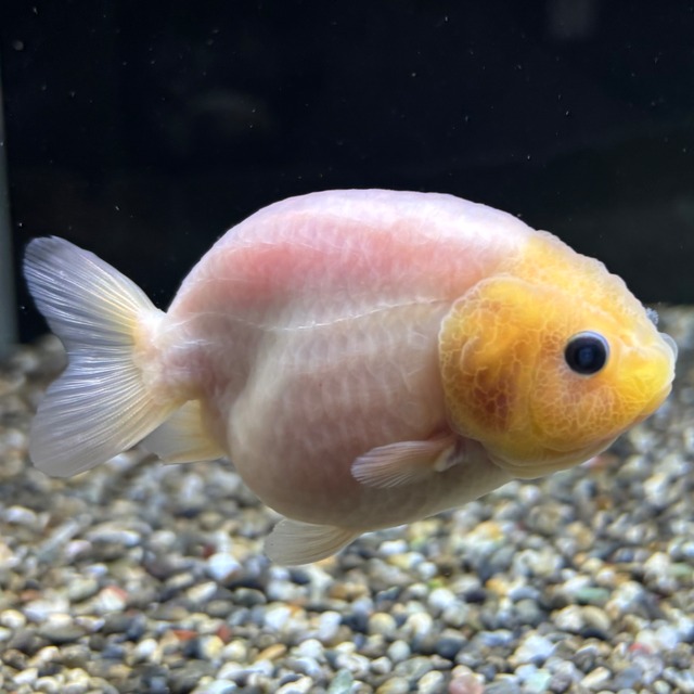 白透明鱗らんちゅう　９ｃｍ