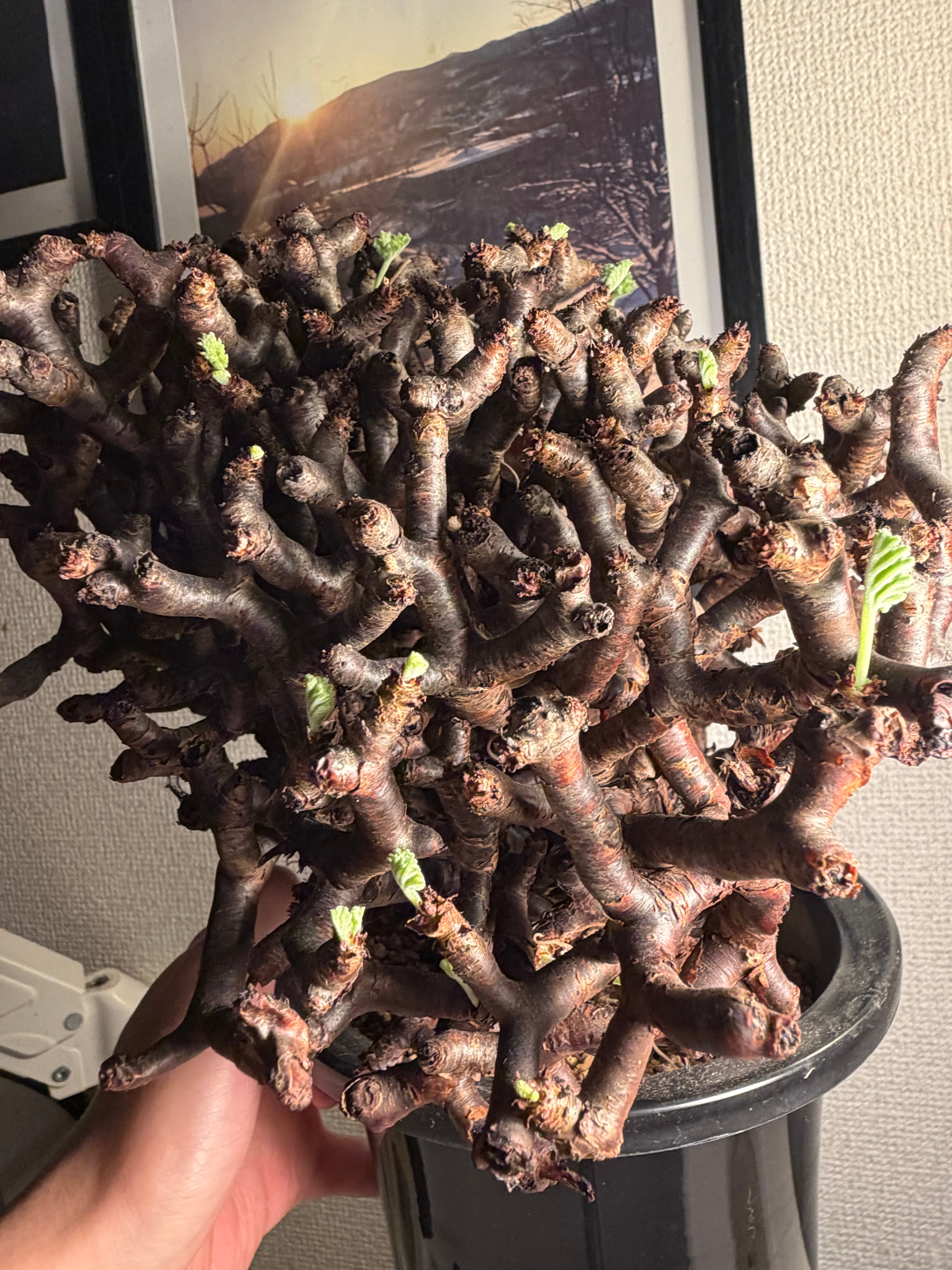休眠明】メデューサの剛毛髪のようなペラルゴニウム ミラビレ 塊根植物