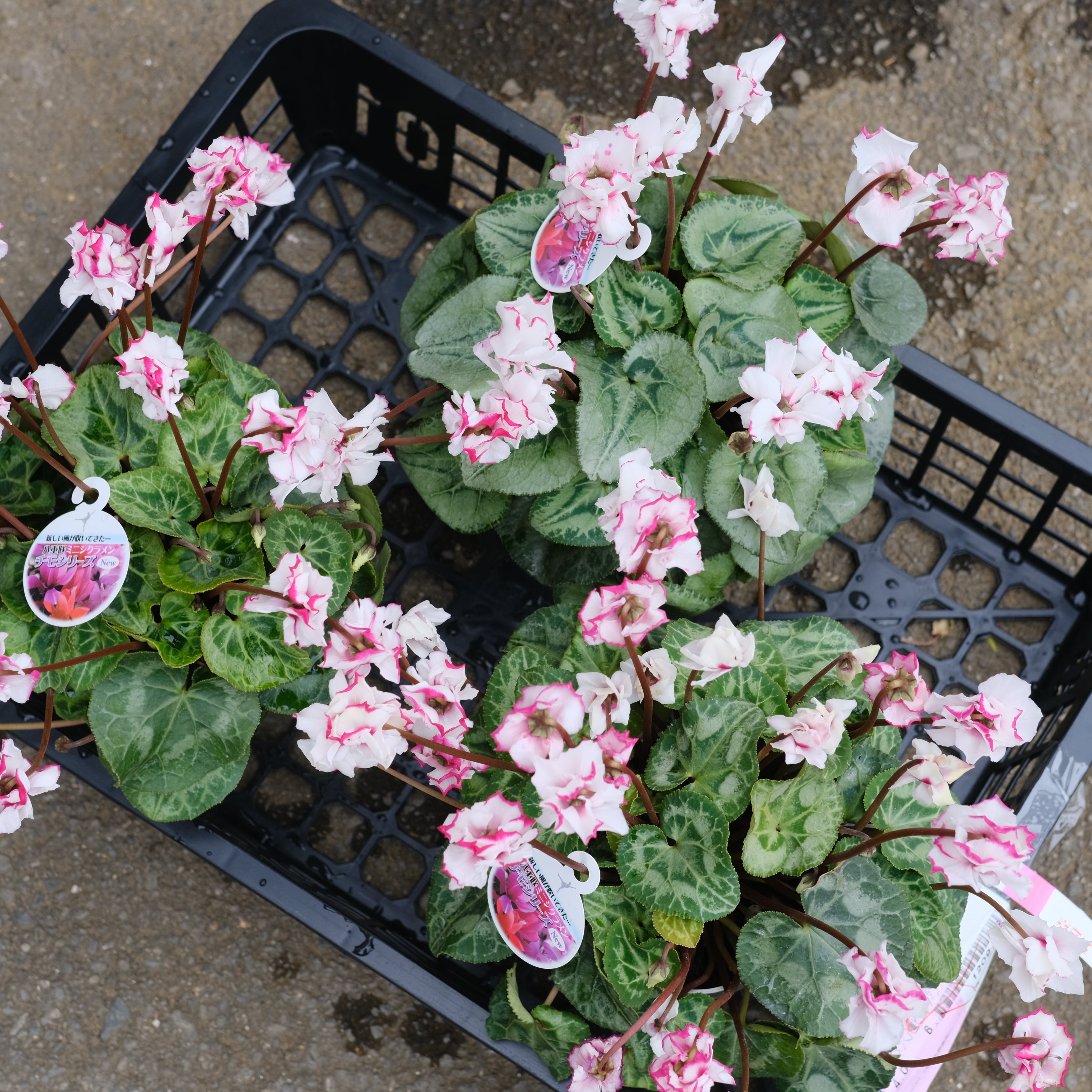 シクラメン チモシリーズ《 ビクトリア 八重 》 | グリーンギャラリー