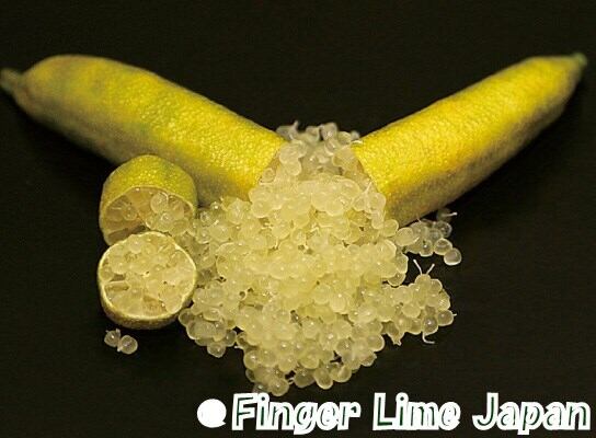 フィンガーライム GREEN GIANT グリーンジャイアント 1年生15㎝ポット【品種確定済み】【結実確認】【希少で貴重】