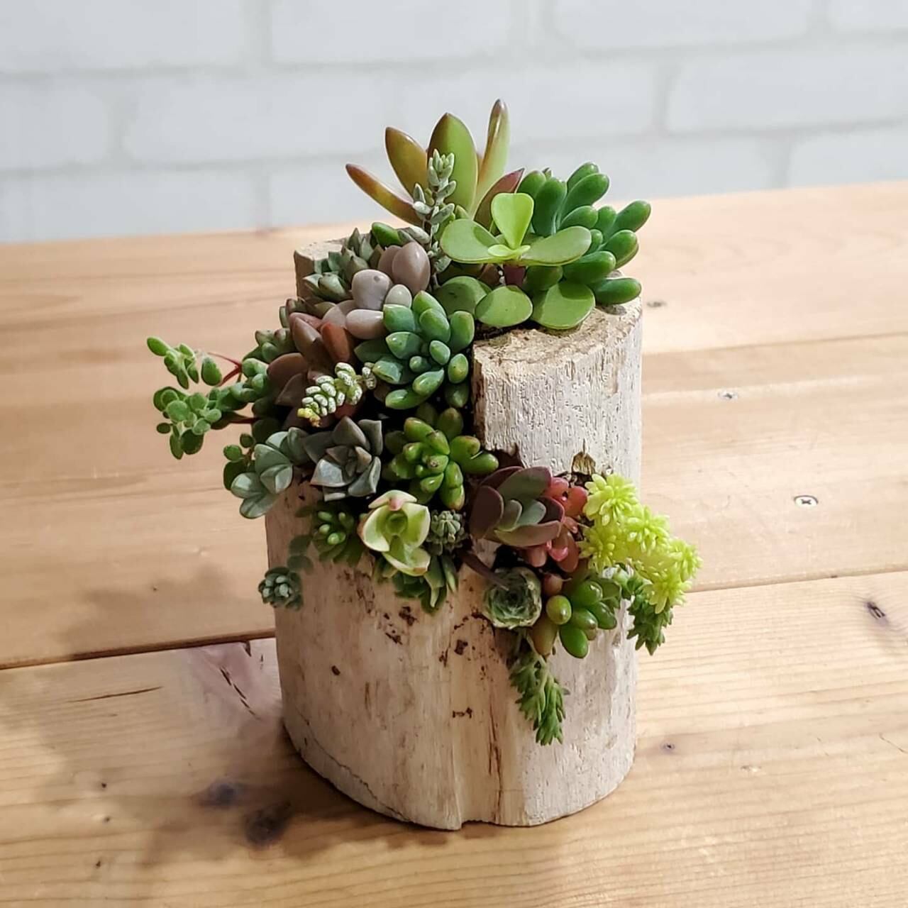 Kibe工房 Mサイズ 30 流木 多肉植物寄せ植え 参考価格 2500 Wellbeingdays
