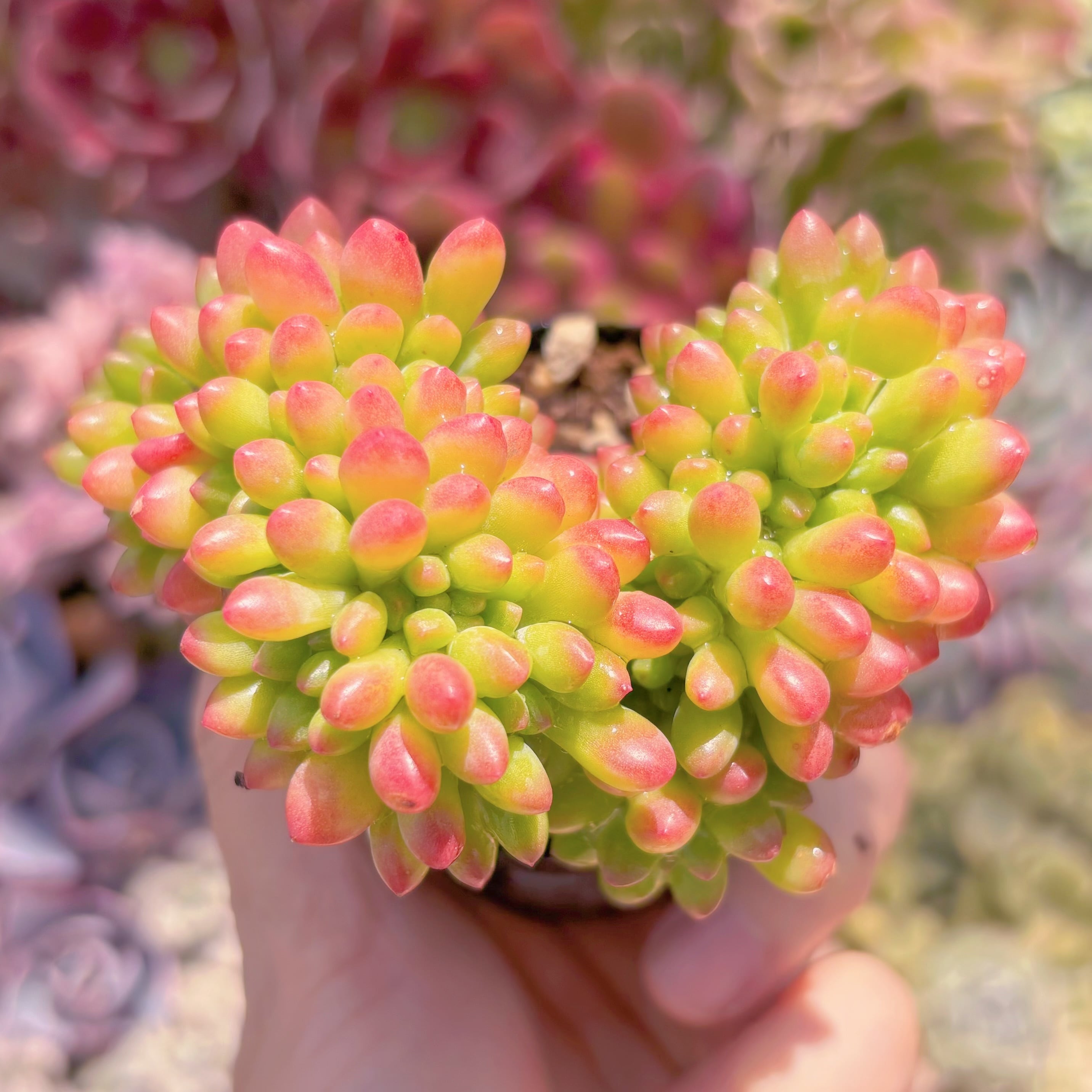 現品　ミルキーウェーブ#A13　るる農園