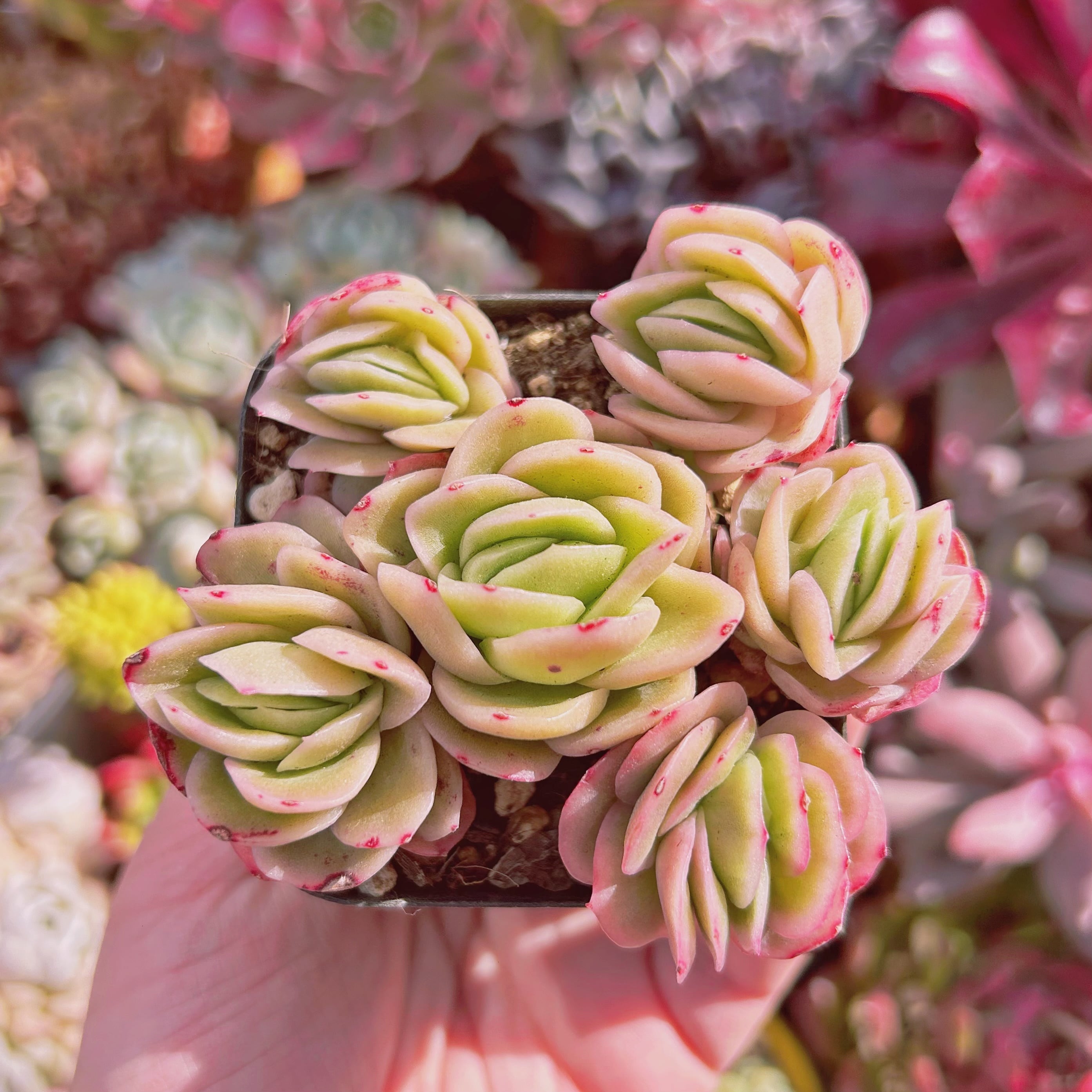 #009現物　多肉植物　アイスラブリーローズ錦　