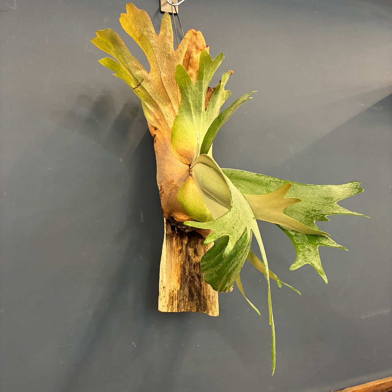 ビカクシダ Platycerium willinckii 板付け【347】【再撮影】