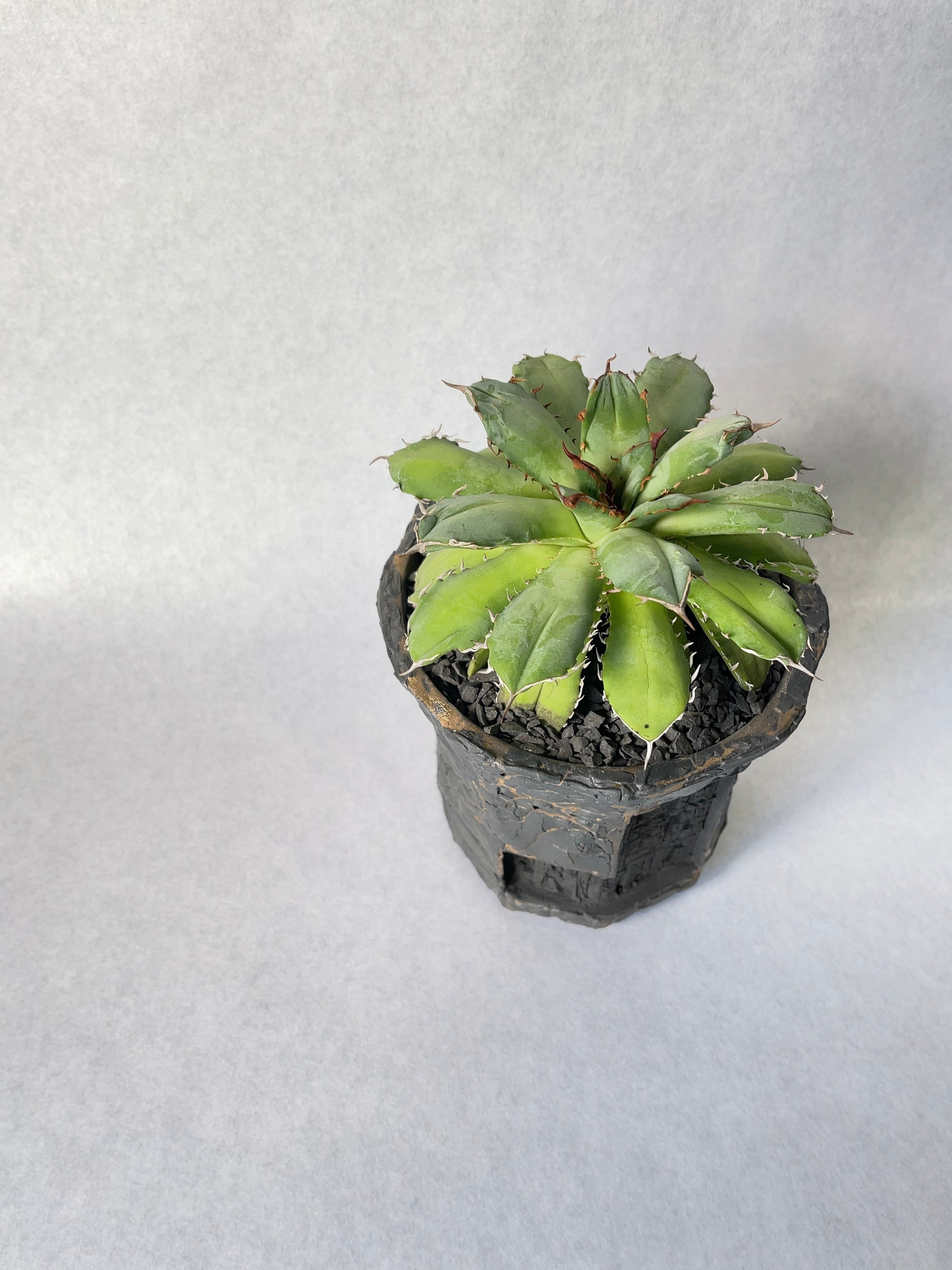 フィリグリー　クレステッド アガベ・フィリグリークレステッド | trigger