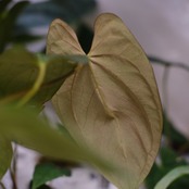 アンスリウム エース オブ スペード(AOS) × パピリラミナム(FS)④/ Anthurium Ace of spades × Papillilaminum / 観葉植物