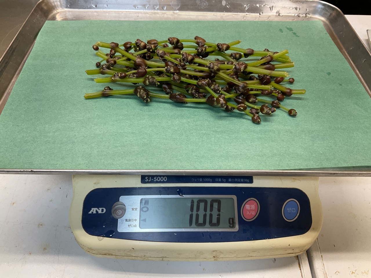【期間限定】ミズのこぶ/ミズの実/初秋の山菜/250g/採取後発送