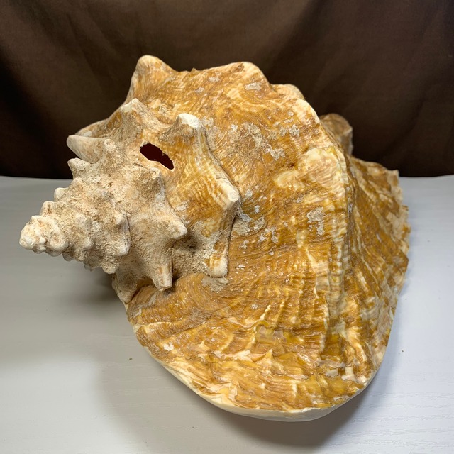 2.クイーンコンクシェル貝母・貝殻