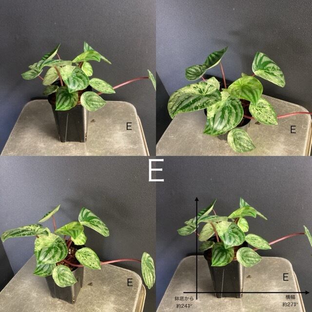 熱帯植物 ペペロミア 雪兎 ペペロミア サンデルシー 斑入り スイカぺぺ