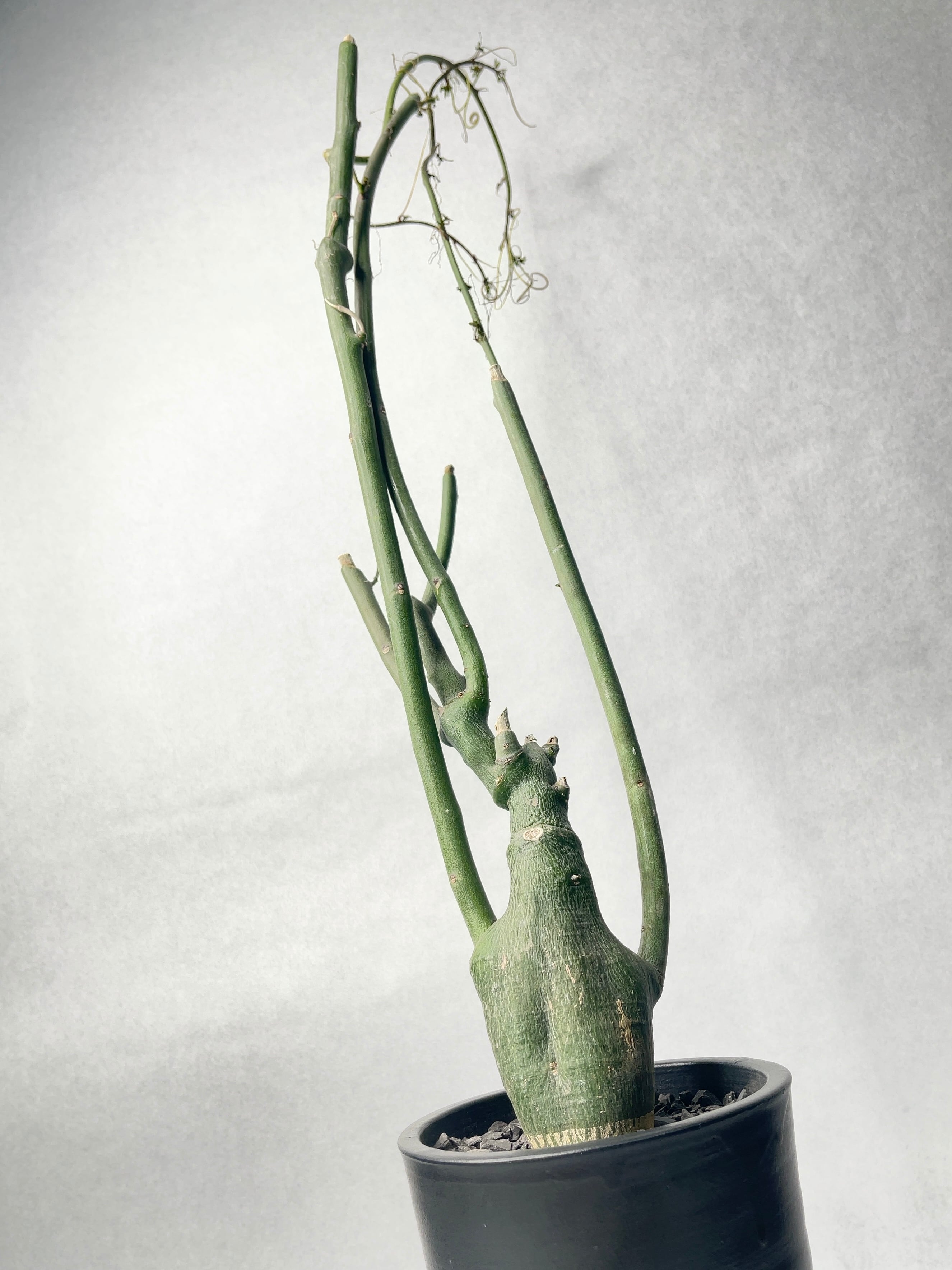 f571d9b92ef3d20baf91d74dd7ed92