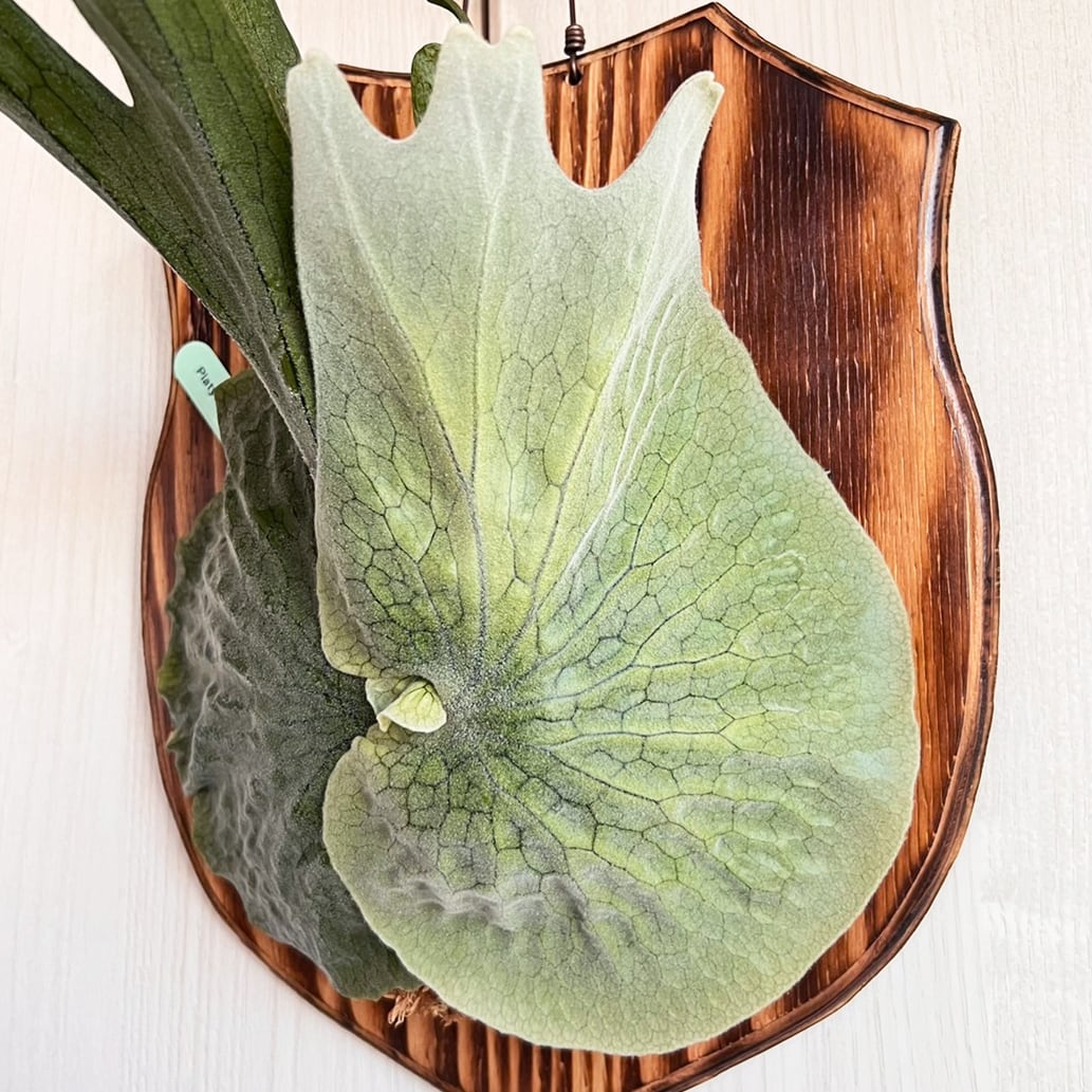 ビカクシダ グランデ 板付 【観葉植物 壁掛け コウモリラン