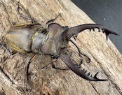 【WD】《ディボウスキーミヤマ原名亜種(チョウセンミヤマ) 遼寧省産 60mm ペア》