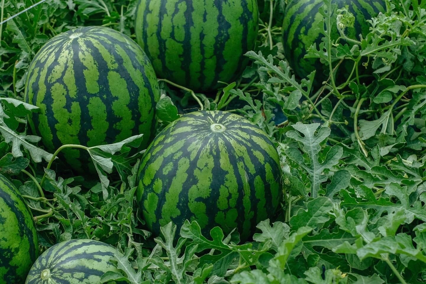 いしまの大玉すいか 秀品 2Lサイズ【1玉】スイカ 波田産