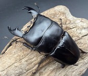 【WD】《アルキデスヒラタ アチェ産 83.5mm 胸幅35.1mm ペア》