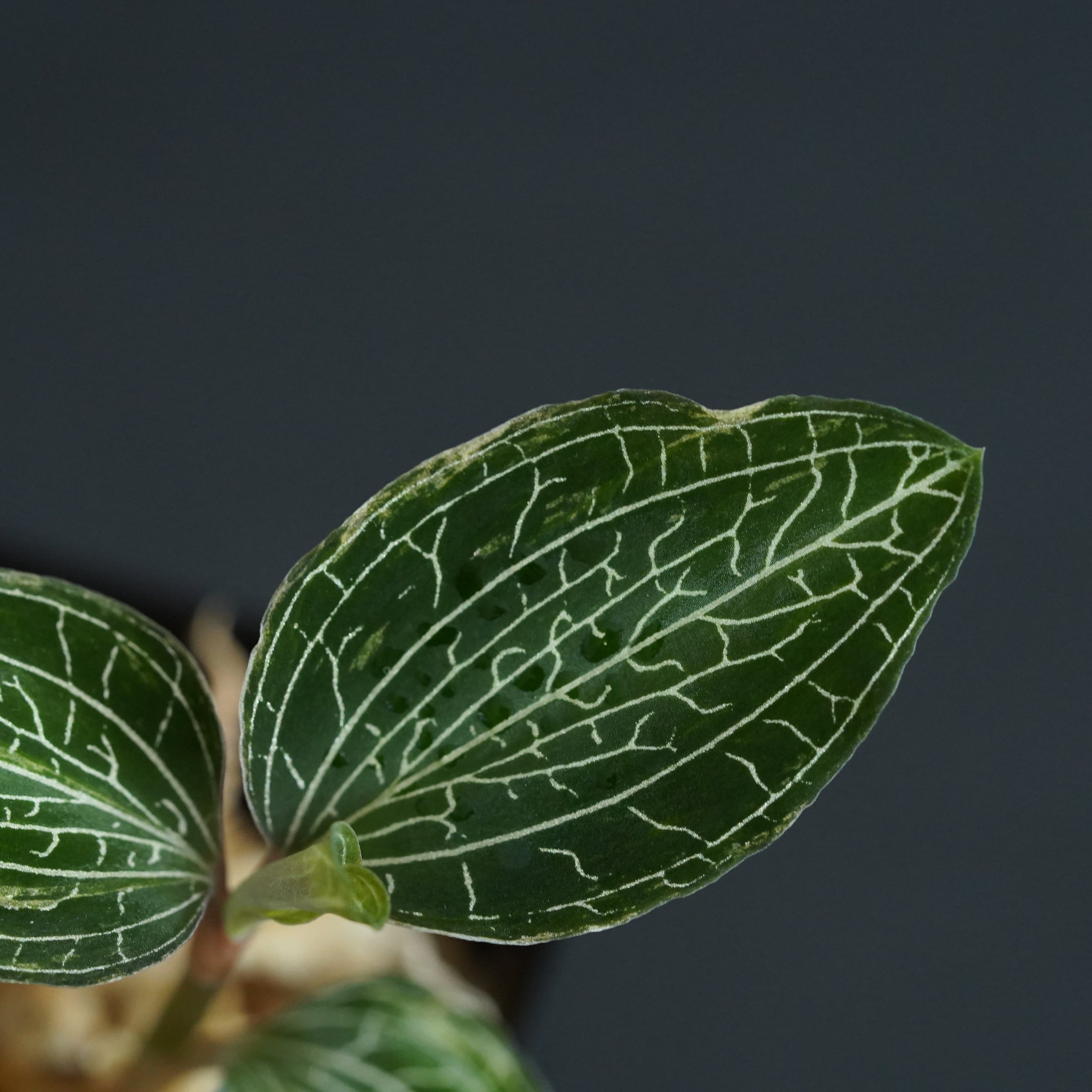 Anoectochilus sp. 斑入りジュエルオーキッド 宝石蘭 楽天市場】(送料無料) ジュエルオーキッド おまかせ 3種 セット (宝石