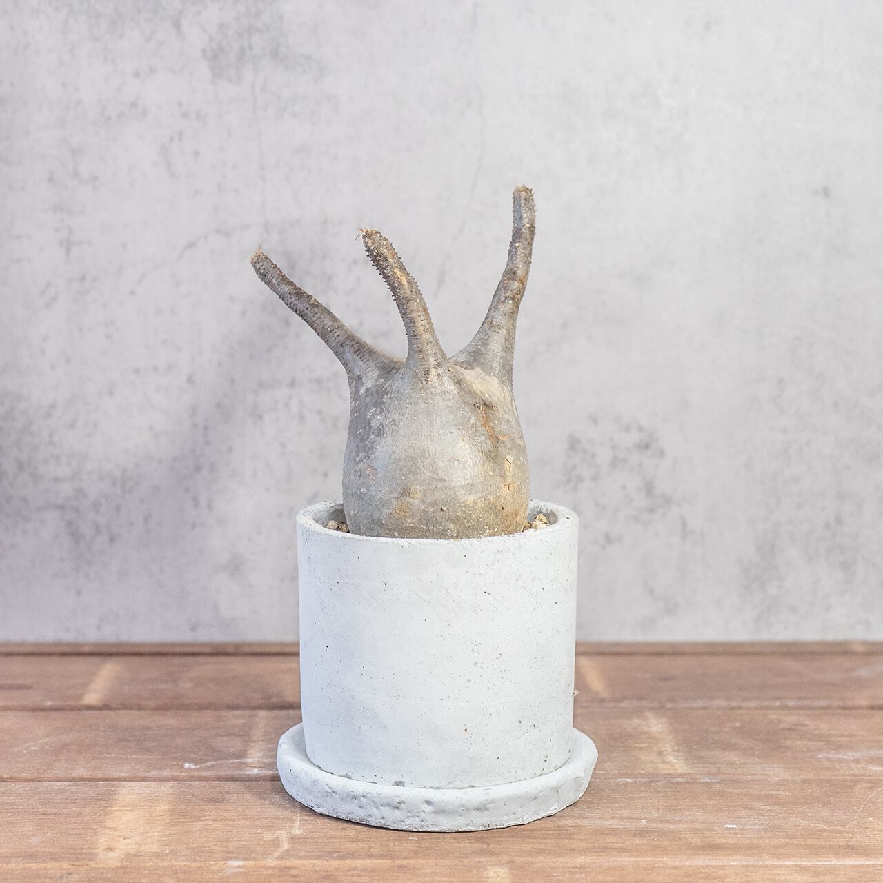 パキポディウム・グラキリス 胴回り26cmの塊根美 インテリアにも映える特別な株【モルタル鉢】