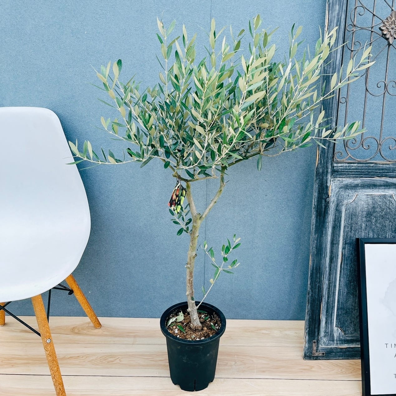 現品］4番 フィカス ウンベラータ 8号 観葉植物 室内 大型 ゴムの木