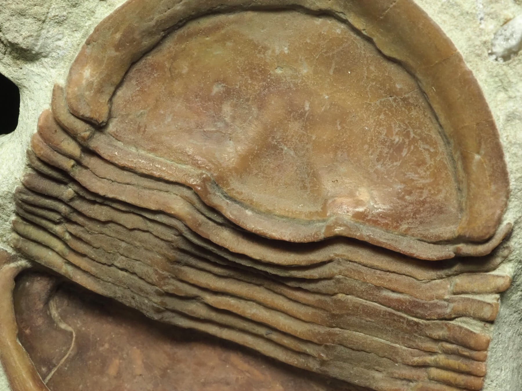 三葉虫 [TB70] イソテルス 防御態勢 三葉虫 [TB70] イソテルス 防御態勢