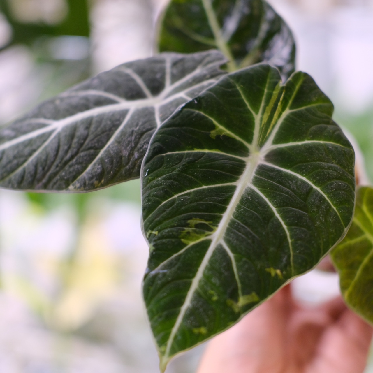 【斑入り】アロカシア ブラックベルベット / Alocasia reginula 'Variegated'