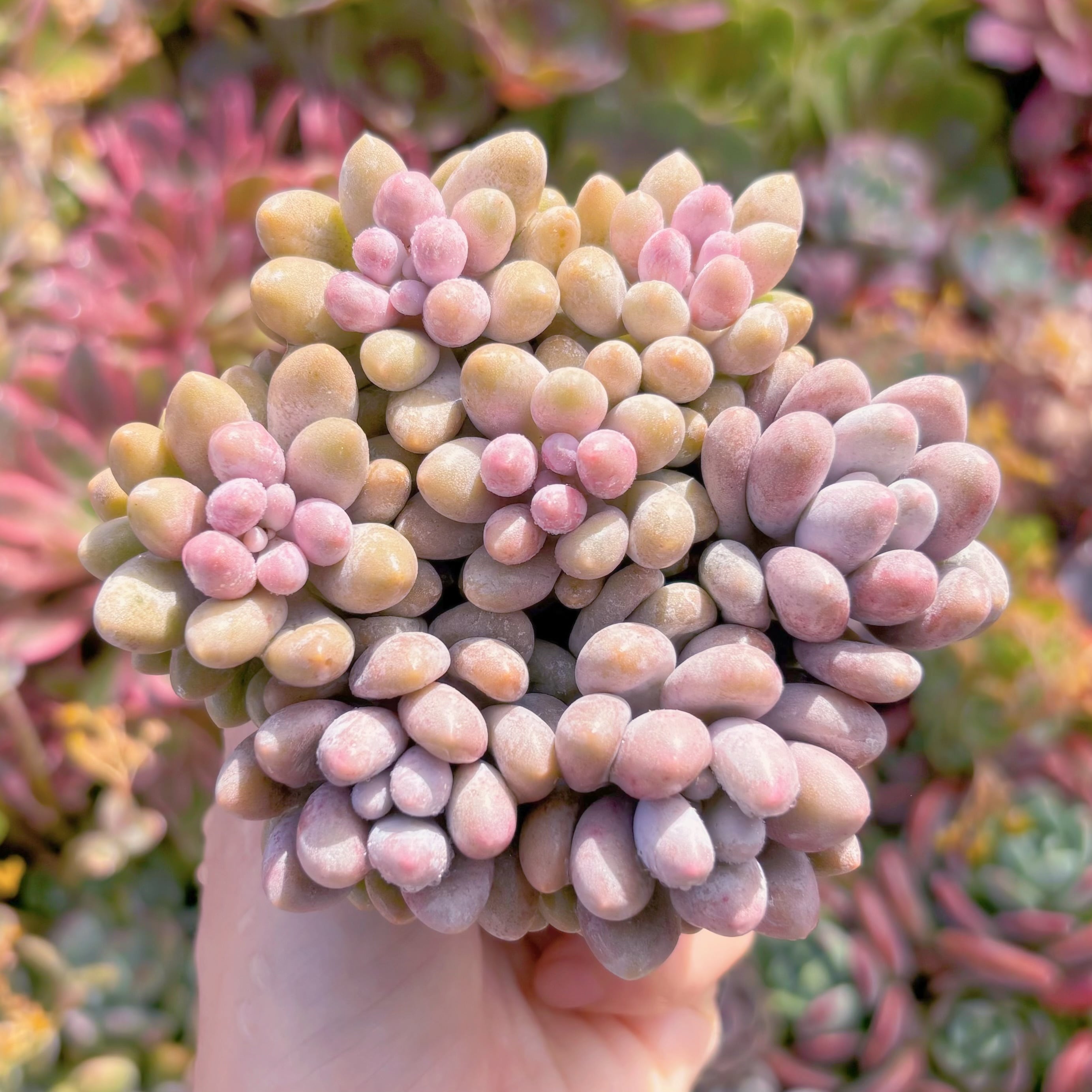 多肉植物　ベビーフィンガーsp(7頭)　新入荷　るる農園