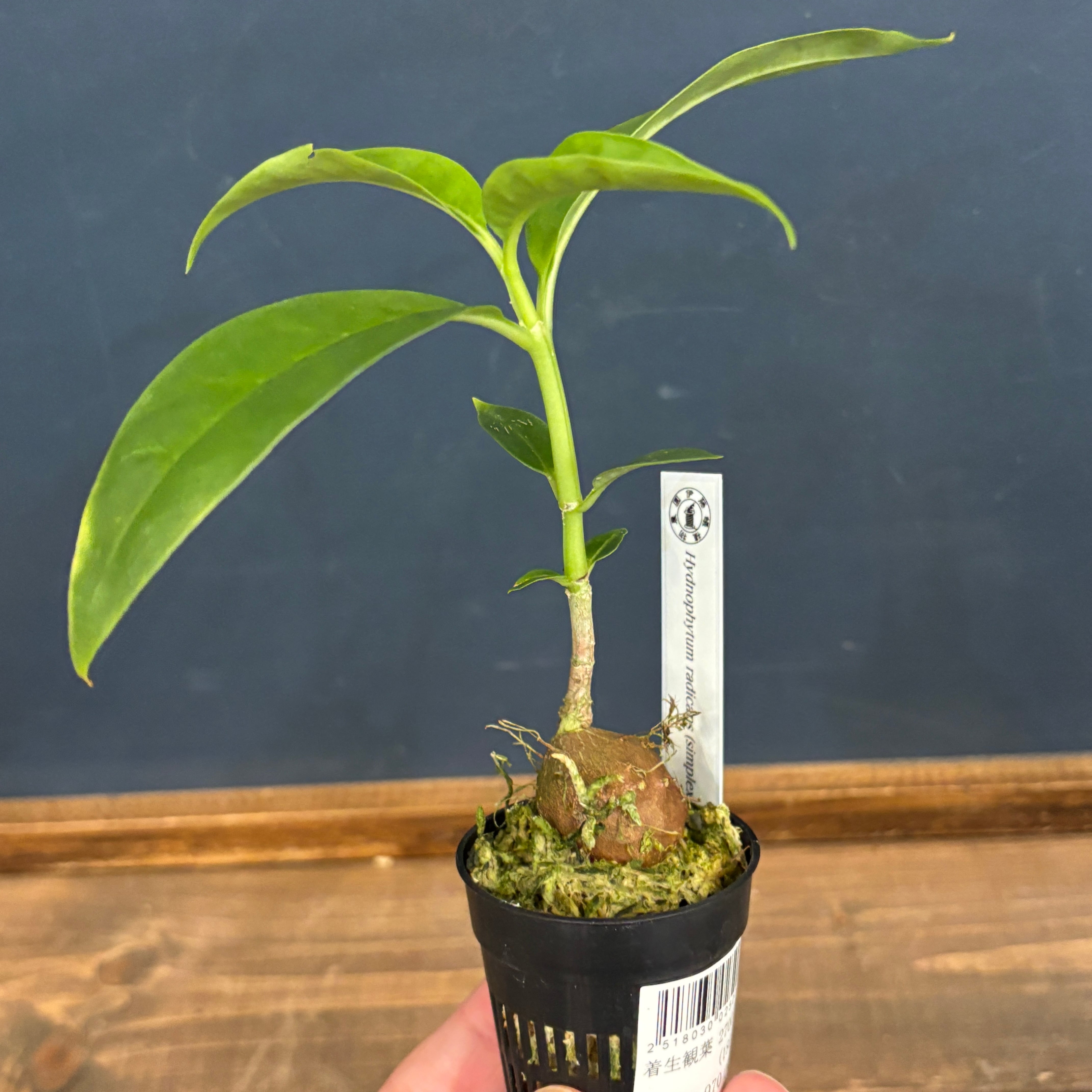 Hydnophytum radicans (simplex)【618】 | PROTOLEAF プロトリーフ