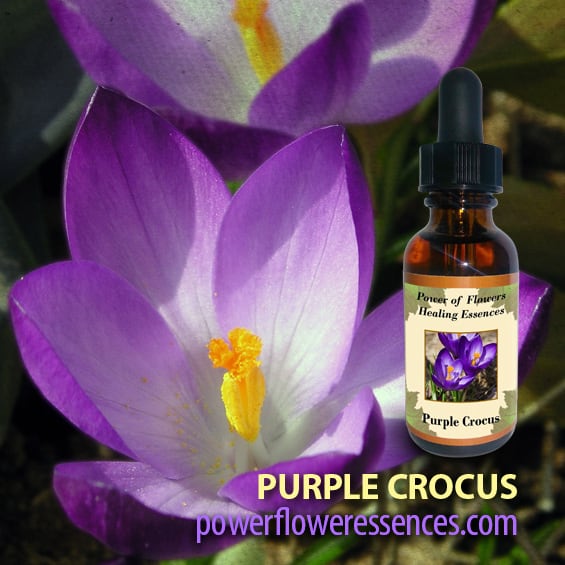 パープルクロッカス (pw-s059)