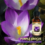 パープルクロッカス (pw-s059)