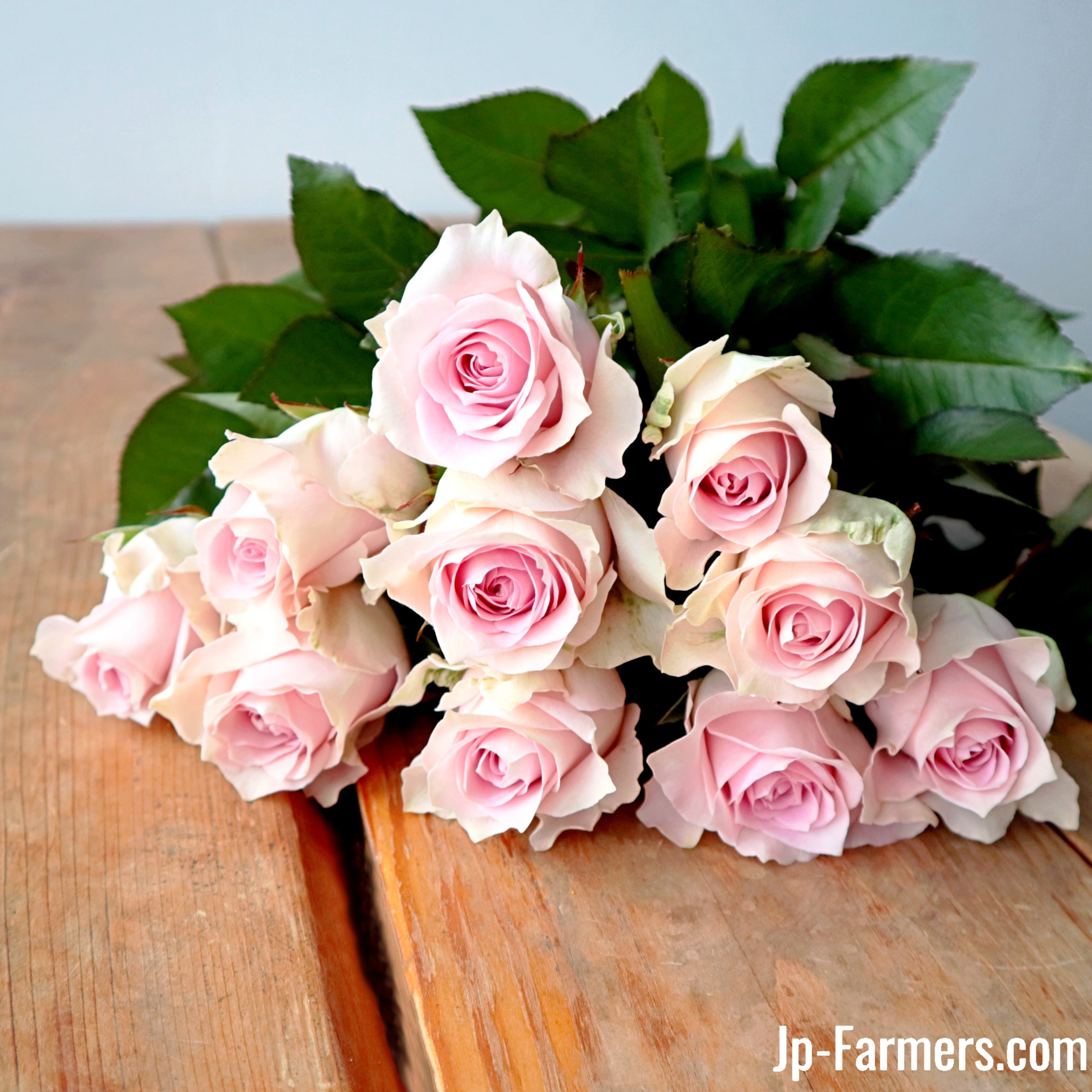 神田ばら園 バラ（リメンブランス） 10本 | 新鮮お花問屋 Jp-Farmers.com