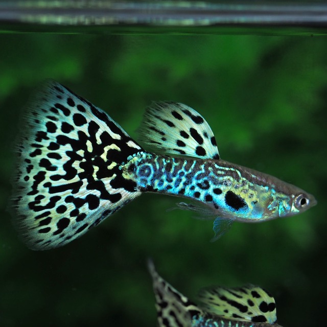 上物キングコブラ　1ペア＋おまけメス1匹