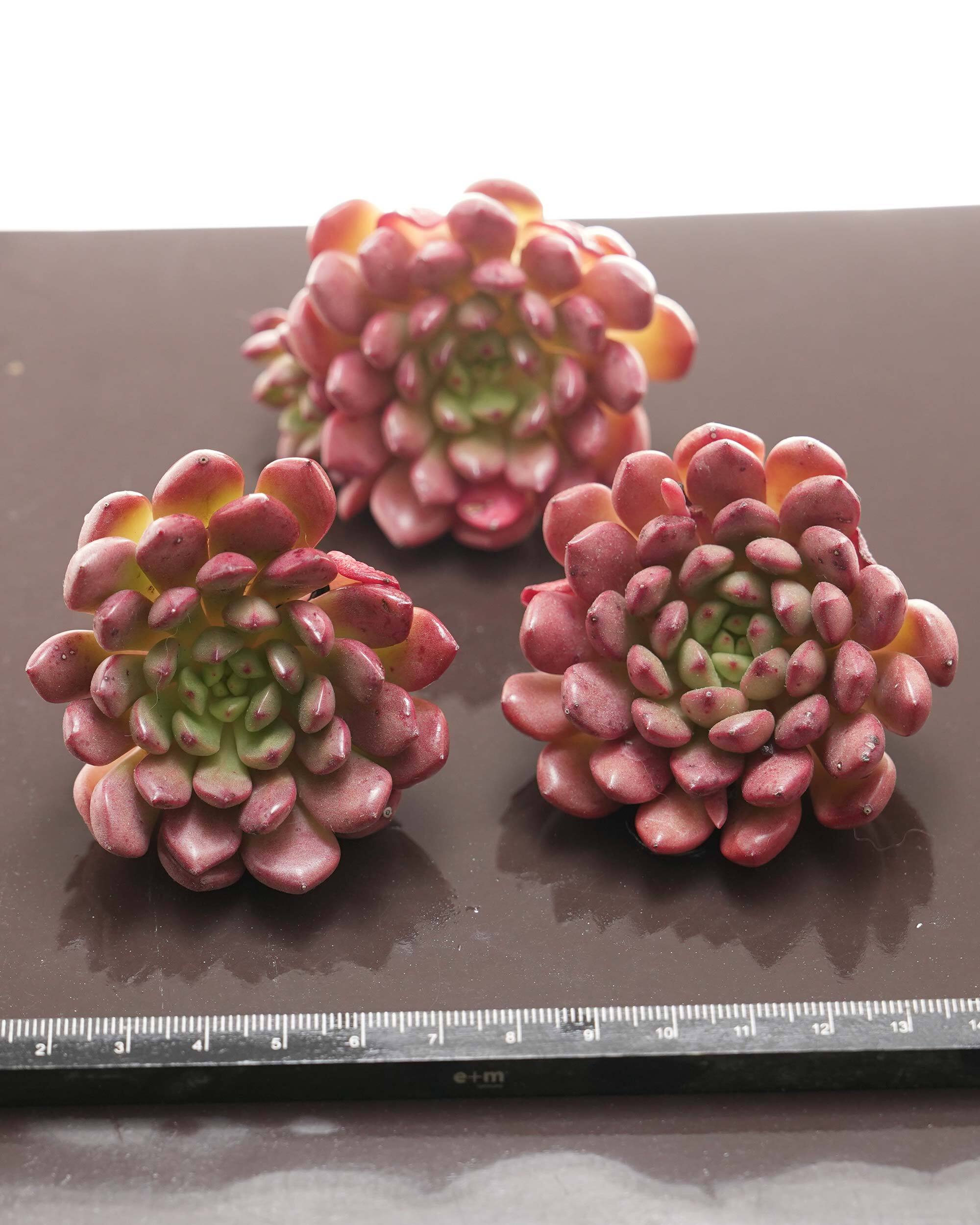 ル*ロ様 P.Bacterial 子株付き！ カット苗 ピンクルルビー 単頭 Graptoveria 'Bashful' | PUKUBOOK