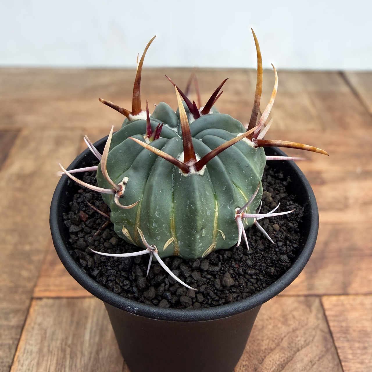 Echinofossulocactus coptonogonus【エキノフォスロカクタス・強棘竜剣丸】