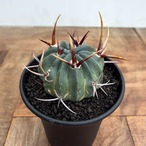 Echinofossulocactus coptonogonus【エキノフォスロカクタス・強棘竜剣丸】
