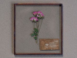 [The FINAL EXHIBITION] 07 ガラス標本 SS バラ