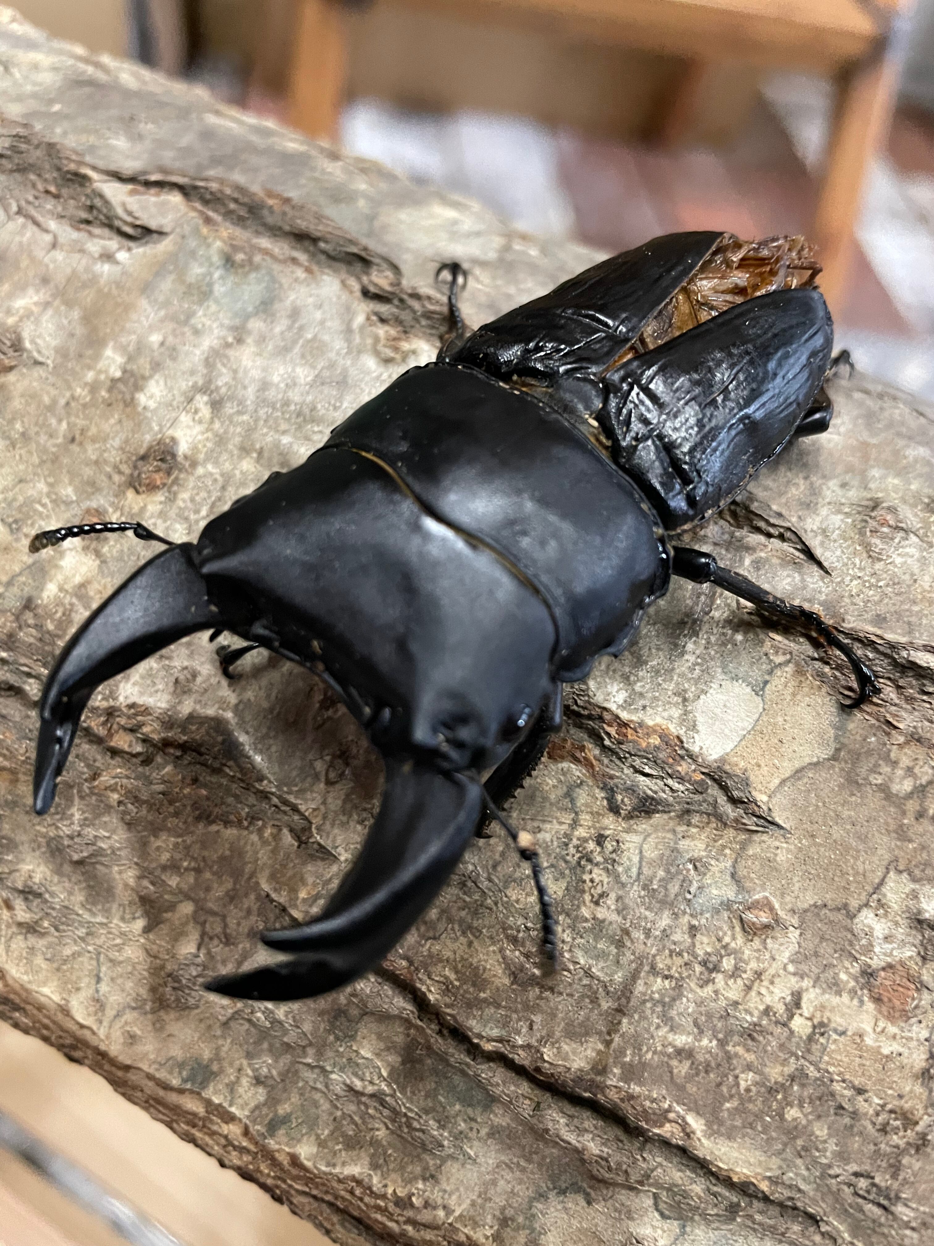 オオクワガタ 阿古谷産ルチアーノ血統 80 頭幅28 9 内歯7 2 50 1 51 53 5ミリ 極太ライン 幼虫1頭 クワガタ研究所