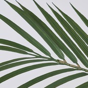 ワイルドパーム180㎝［人工観葉植物・フェイクグリーンT］