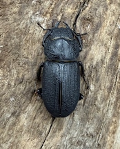 【WD】《ドルクス zhouchaoi(メンシウス ssp.) 21mm ペア》