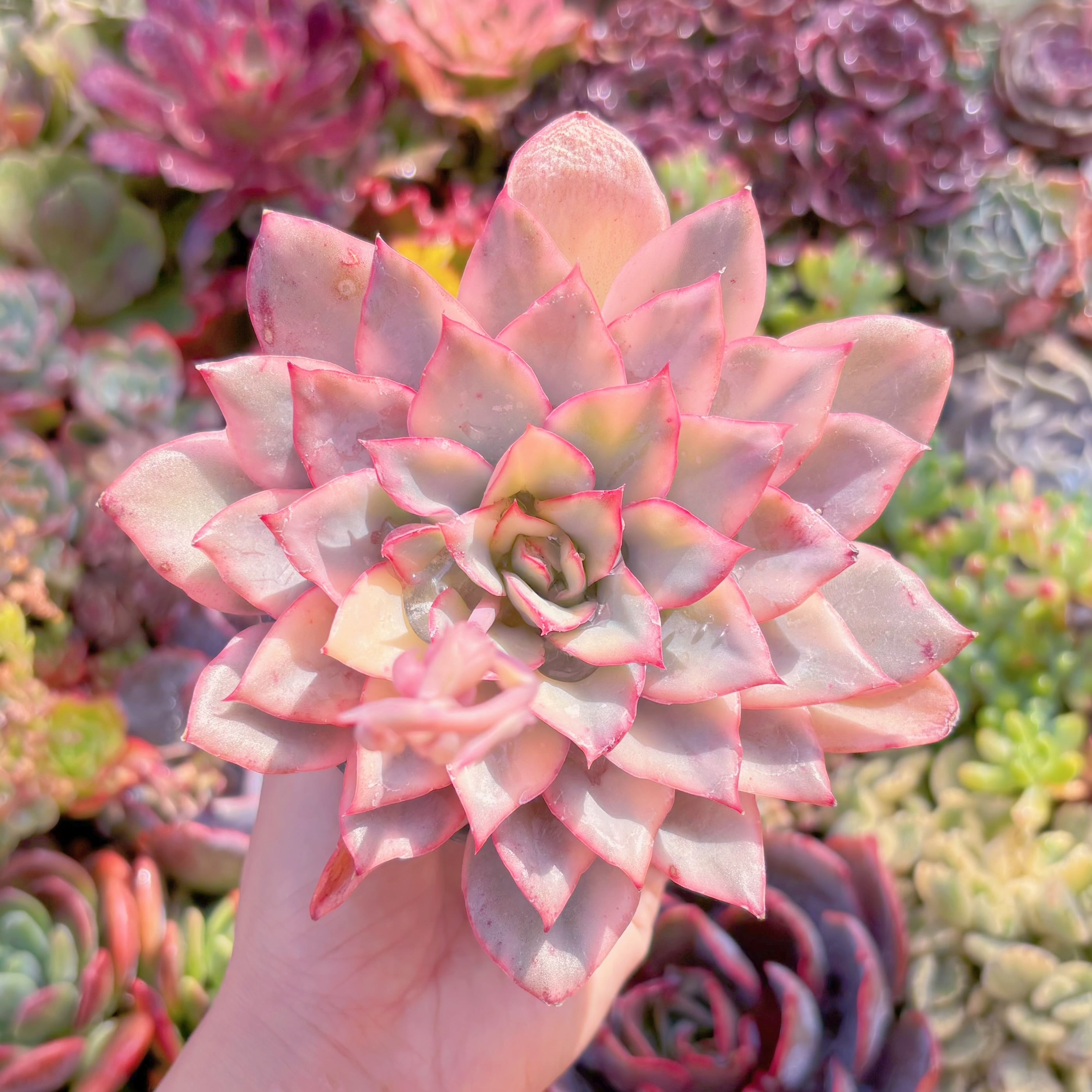 現品　月光女神錦#M193　大苗　るる農園