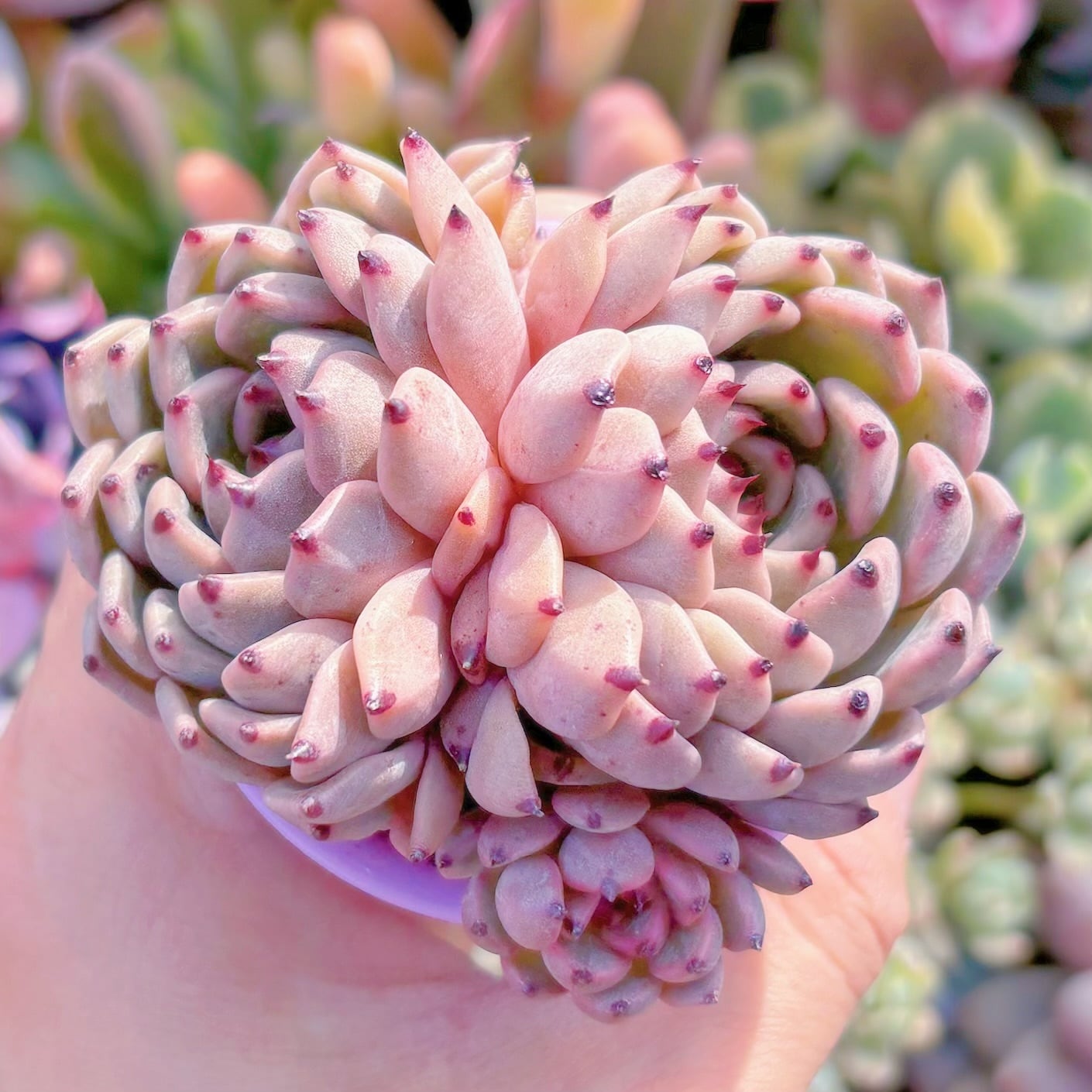 多肉植物　沙羅姫牡丹　群生　新入荷　るる農園