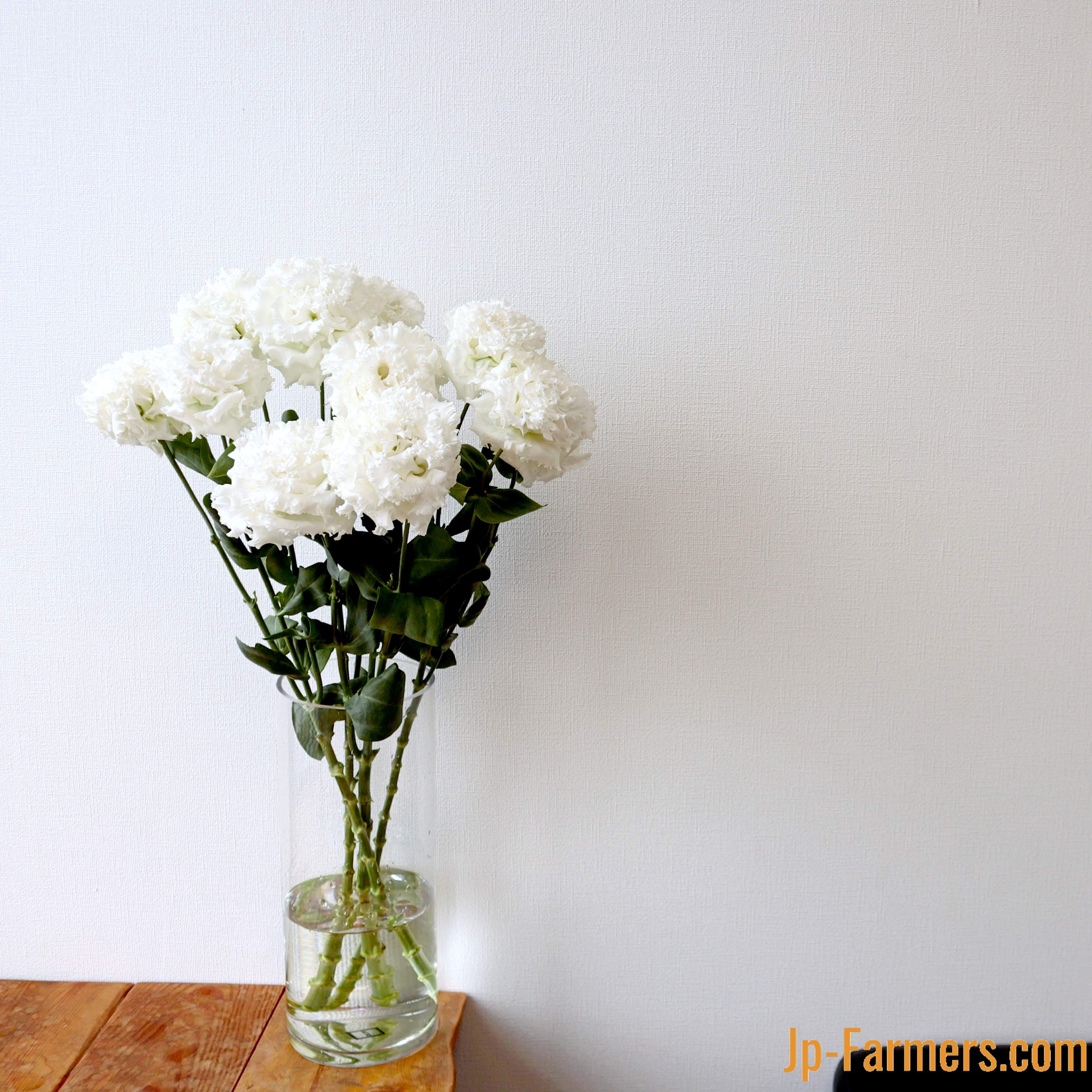 送料無料 JP-Farmersが贈る 定期便 トルコキキョウ 大輪白色（品種