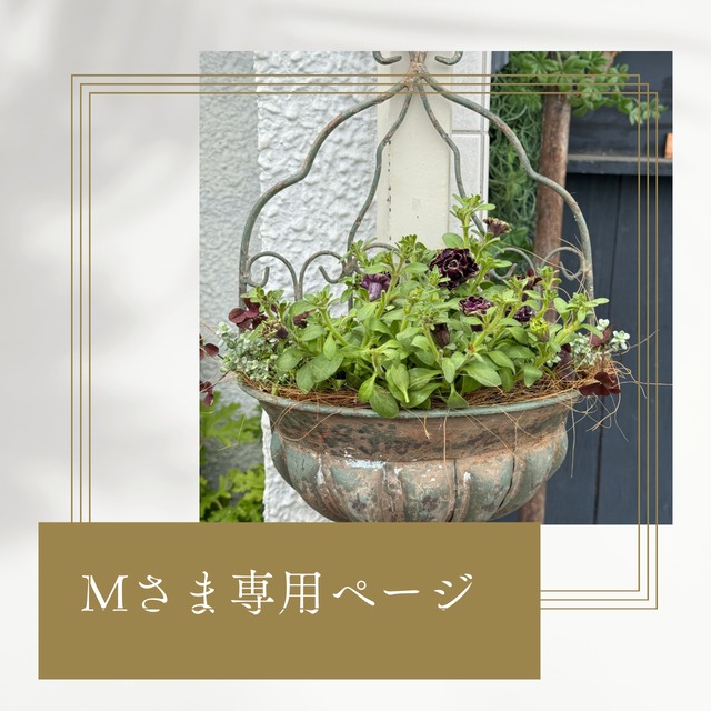 Mさま専用：モンディマンシェ寄せ植え　ハングペチュニアテヌート｜届いてすぐ玄関に飾れる 　プレゼントにもオススメ　