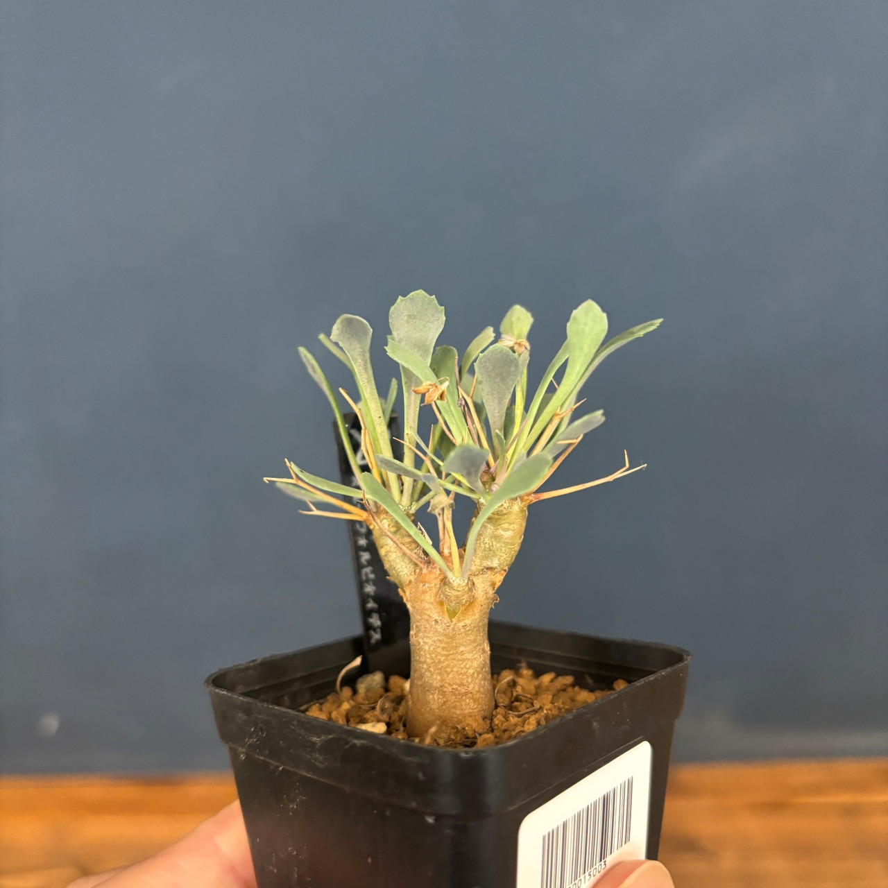 【現品】2026年 冬型塊根植物福袋 5,500円