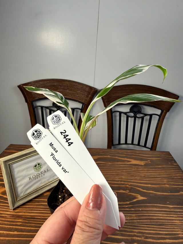 ★2444【南国の風を感じる株】ムサ　フロリダバリエガータ（3号ポット）