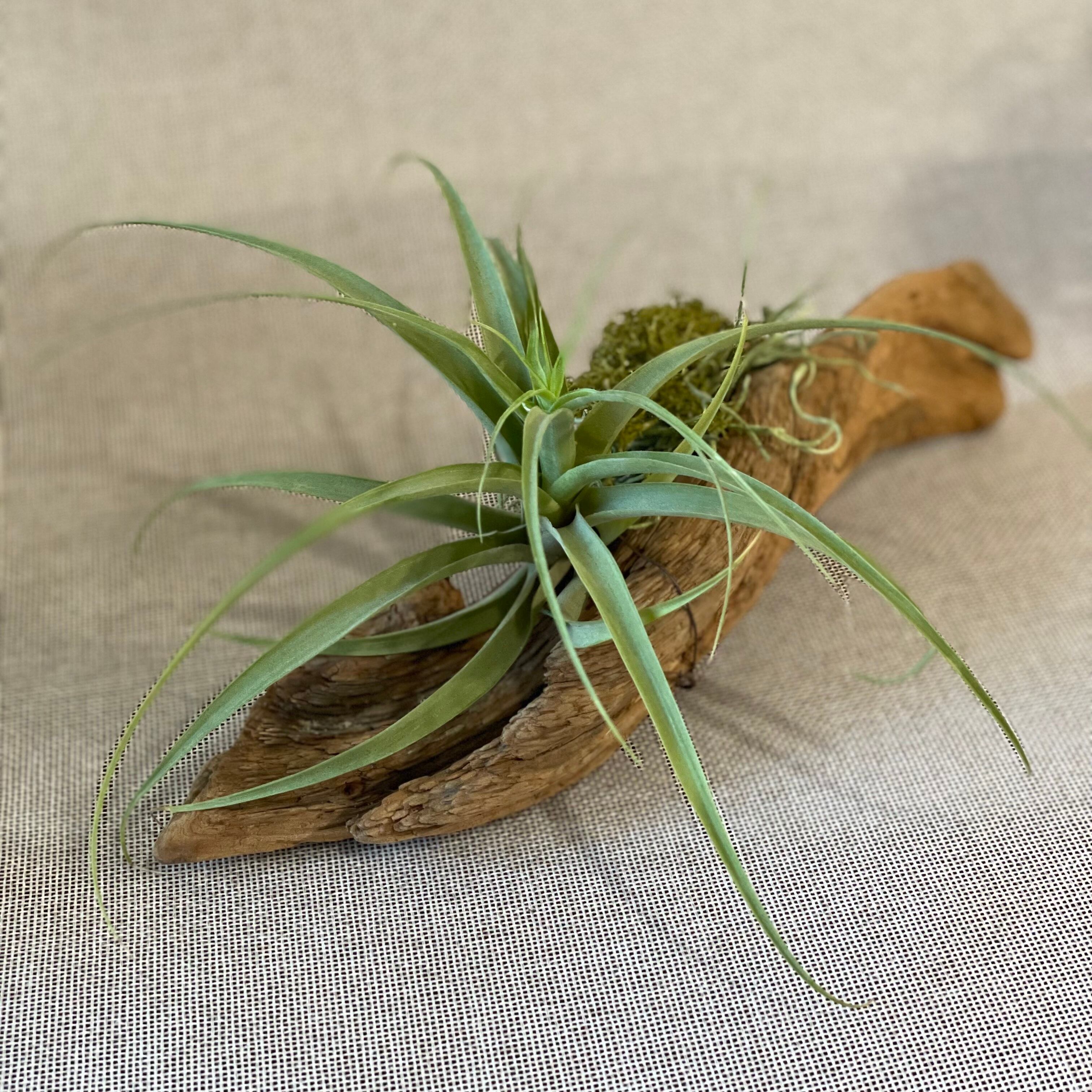 ティランジア流木アレンジ 花瞬工房