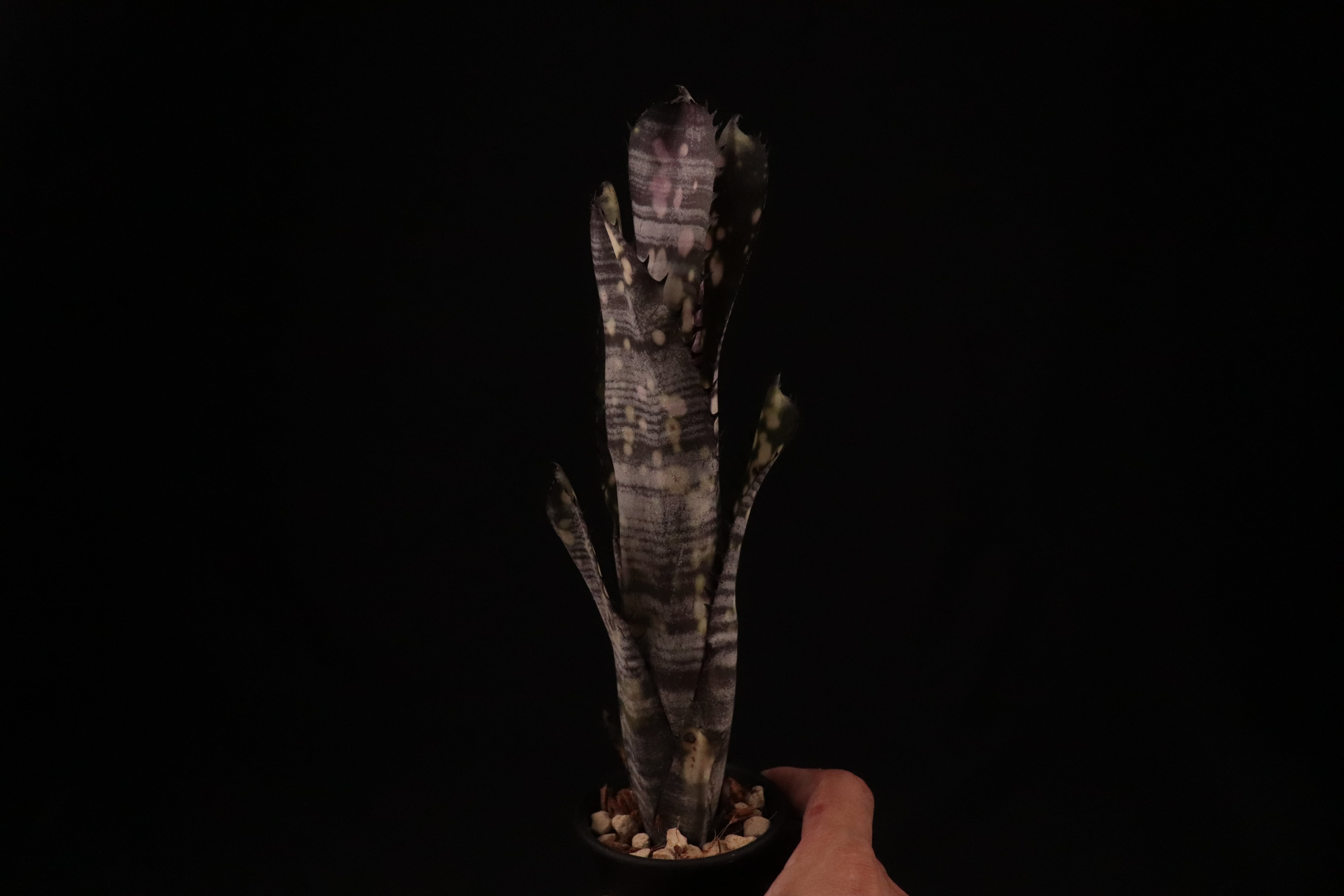 reserved】Billbergia 'Kolan Purple Piranha'〔ビルベルギア〕現品
