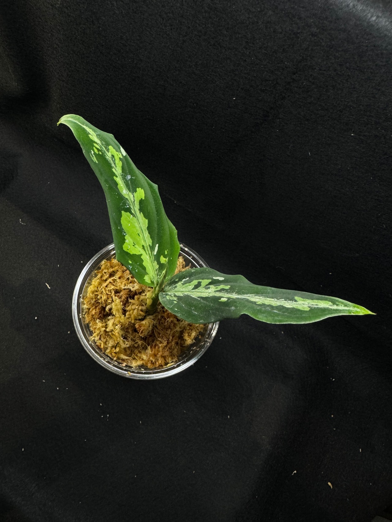 【無限∞草】aglaonema pictum from Aceh  Wildから分けた株no.2