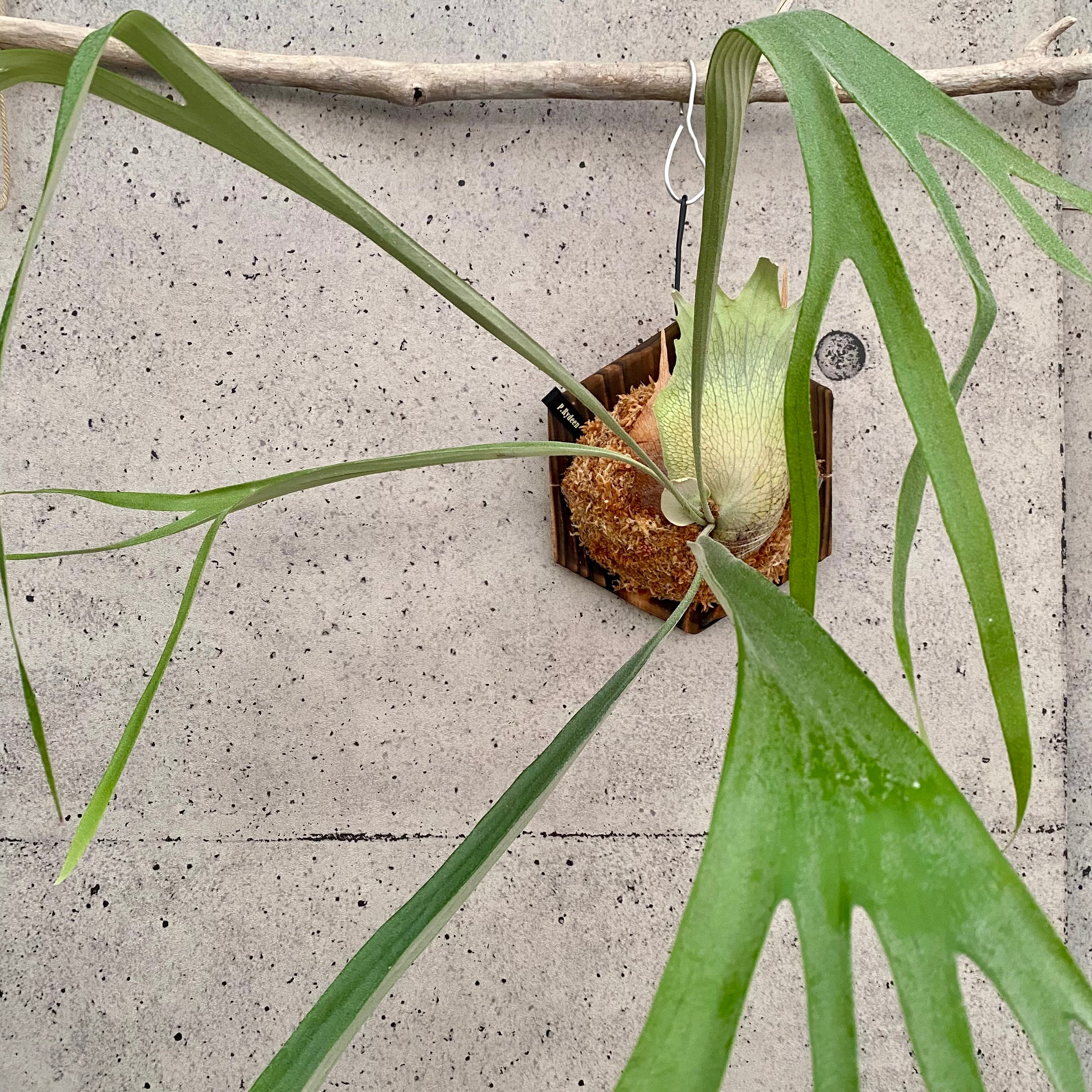 ビカクシダ | Planet Plants プラネットプランツ