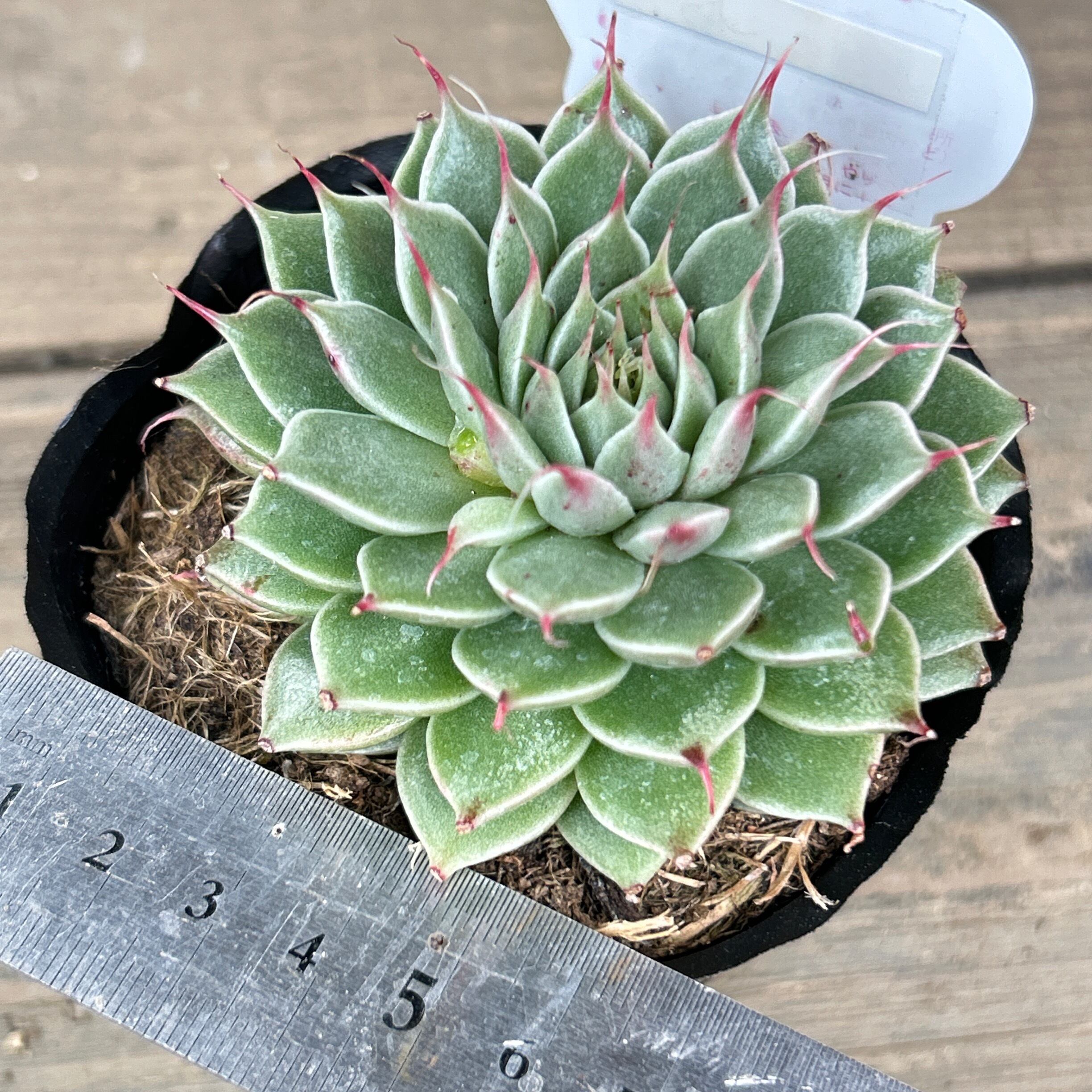 シルバースター | RuPo 多肉植物専門店