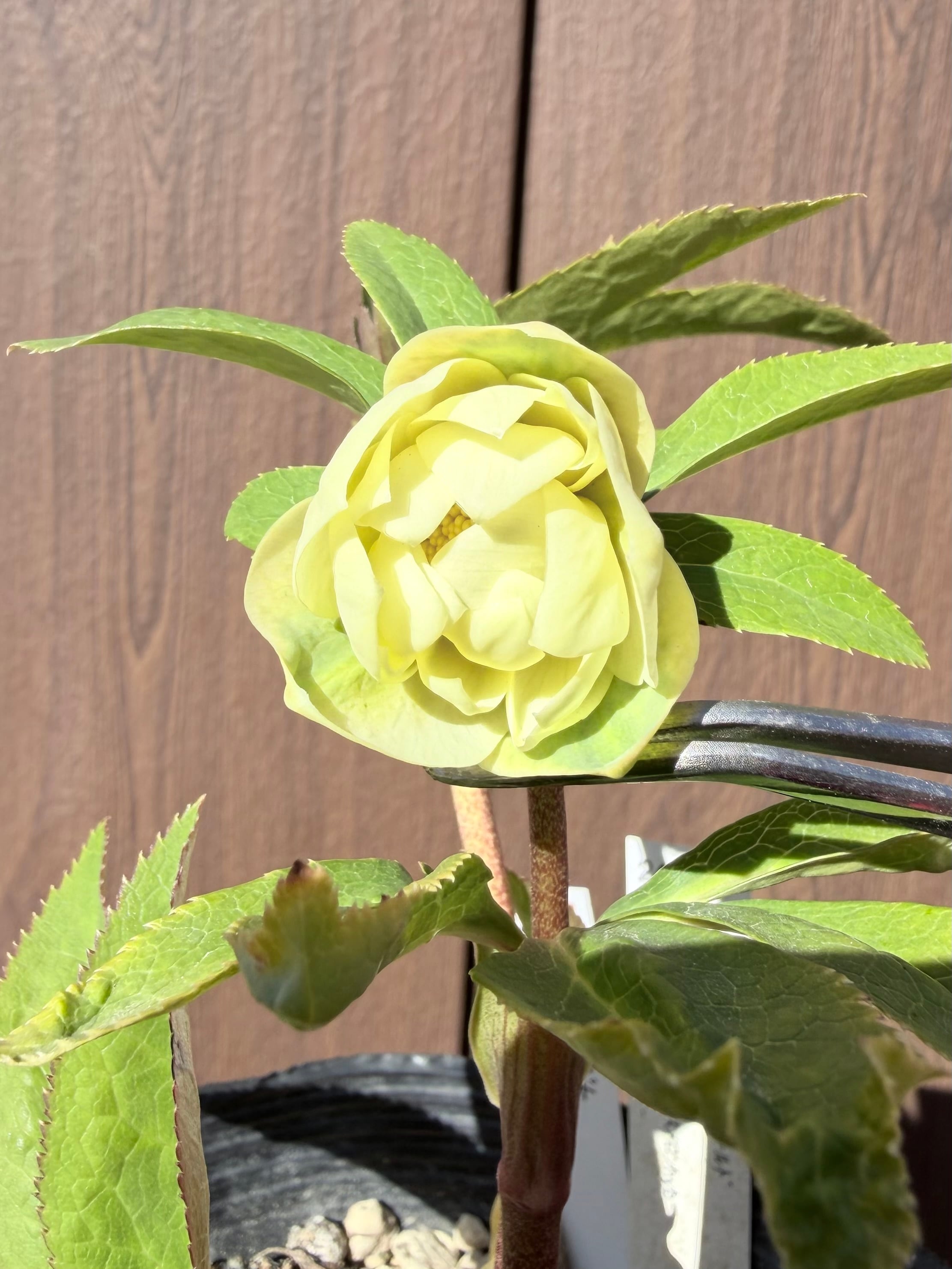 かぐや姫 加藤農園 クリスマスローズ【ka86】送料無料 | あしかが