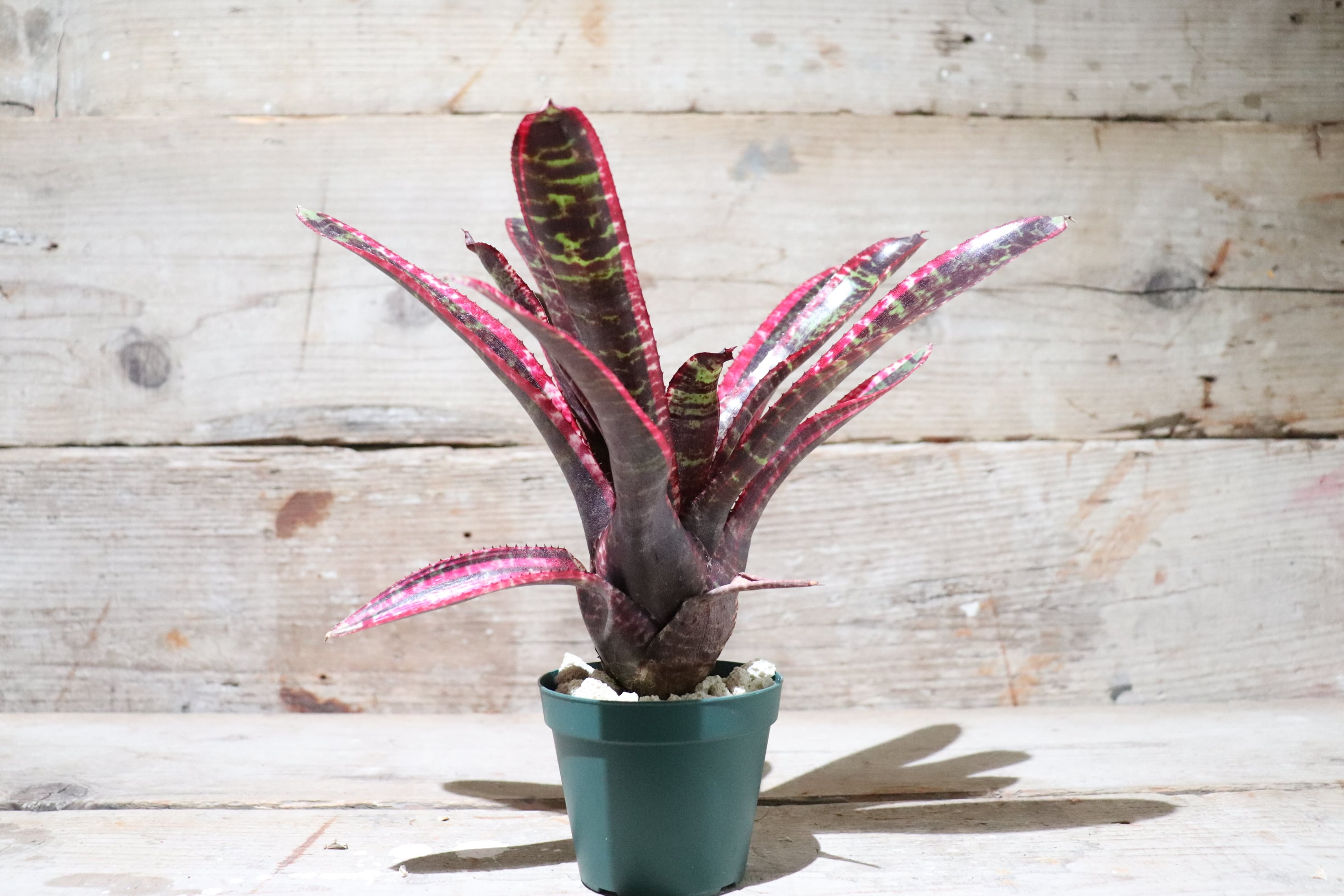 送料無料】Neoregelia 'Lucifer'〔ネオレゲリア〕現品発送N0027