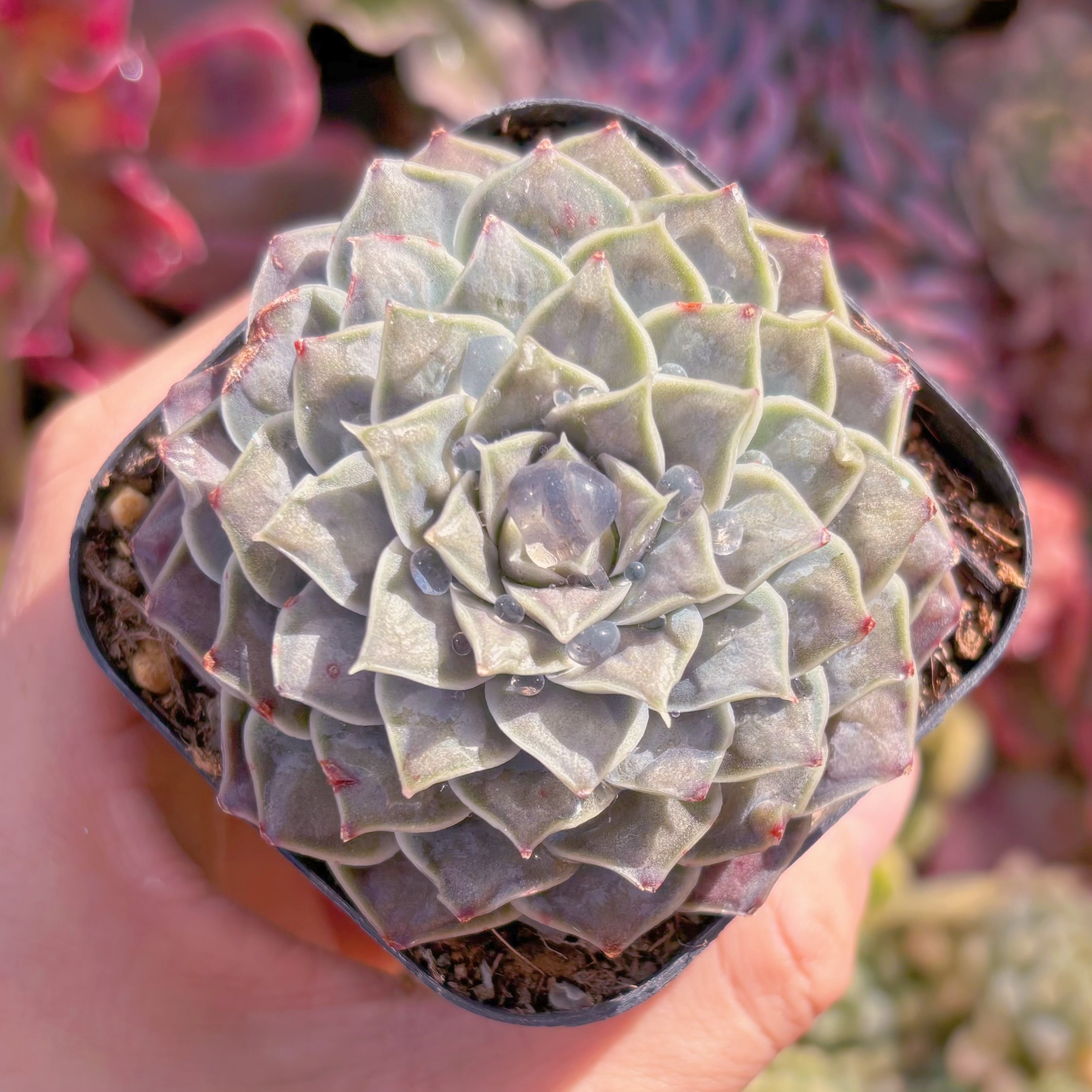 現品　ハートチョイス#536　大苗　るる農園